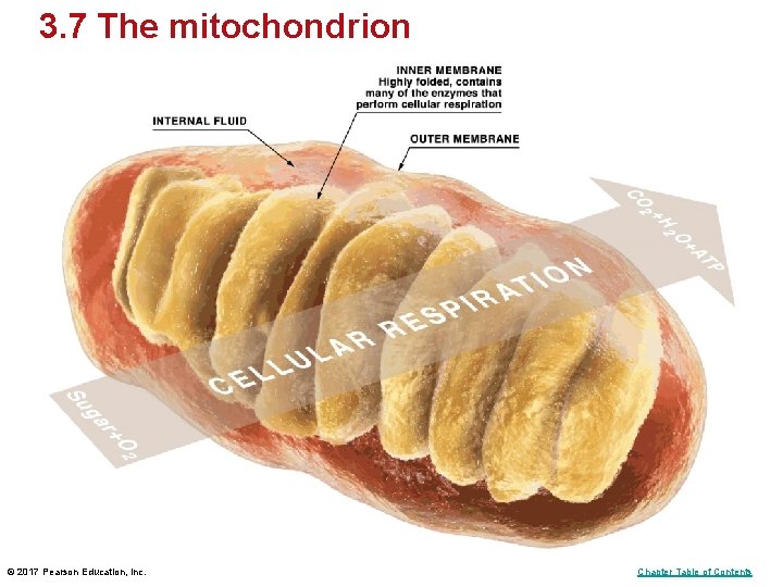 3. 7 The mitochondrion © 2017 Pearson Education, Inc. Chapter Table of Contents 3. 7 The mitochondrion © 2017 Pearson Education, Inc. Chapter Table of Contents