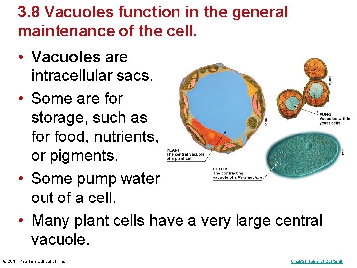 3. 8 Vacuoles function in the general maintenance of the cell. • Vacuoles are