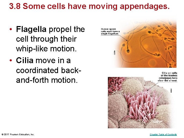 3. 8 Some cells have moving appendages. • Flagella propel the cell through their