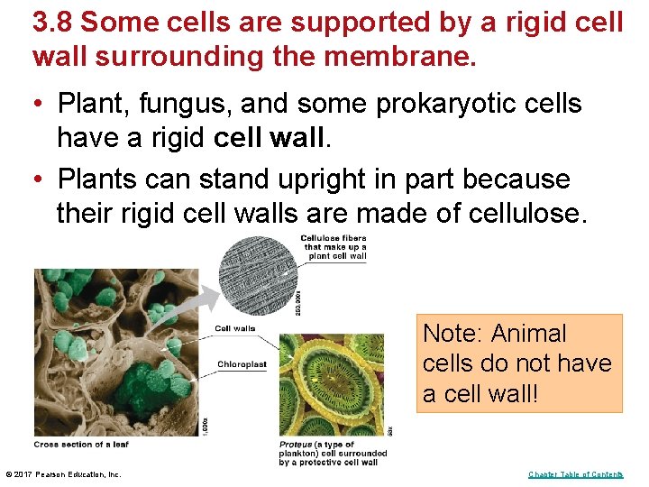 3. 8 Some cells are supported by a rigid cell wall surrounding the membrane.