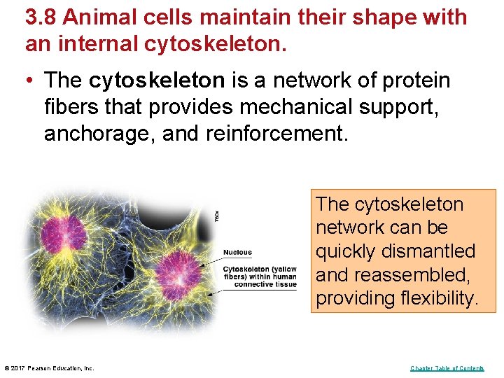 3. 8 Animal cells maintain their shape with an internal cytoskeleton. • The cytoskeleton