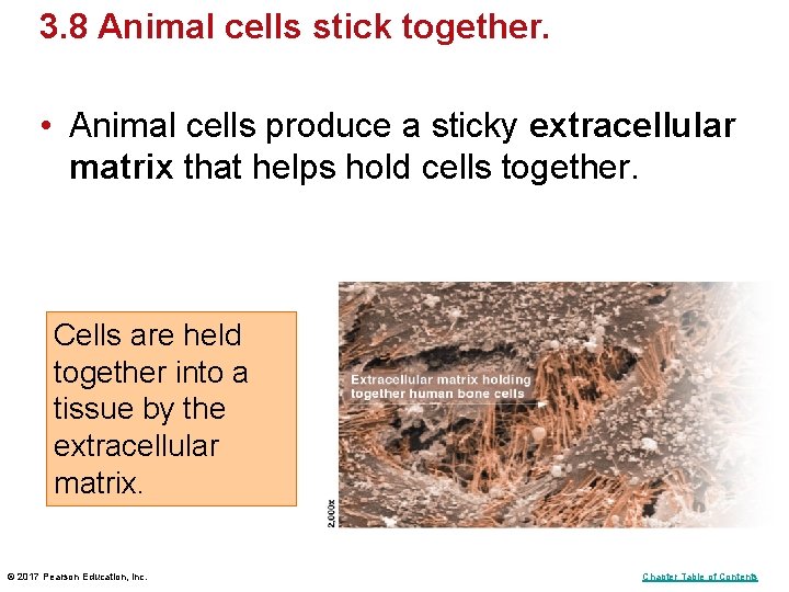 3. 8 Animal cells stick together. • Animal cells produce a sticky extracellular matrix