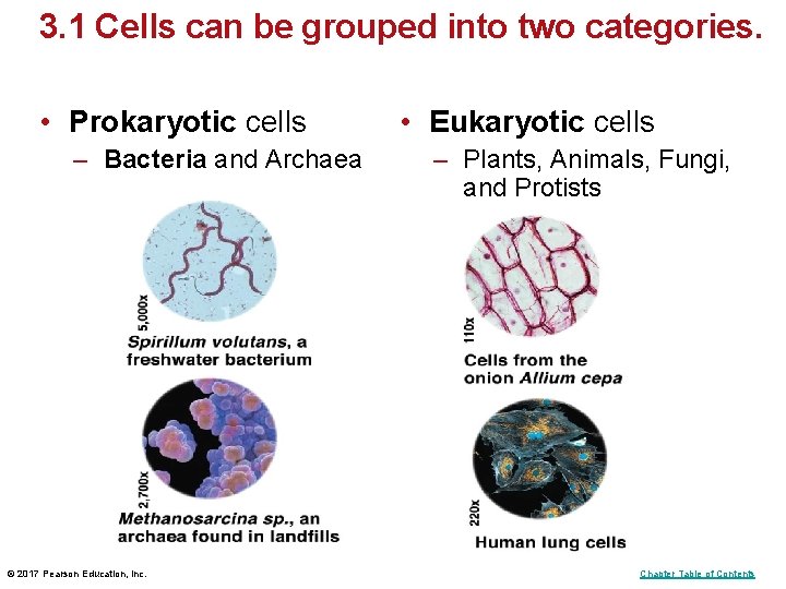 3. 1 Cells can be grouped into two categories. • Prokaryotic cells – Bacteria