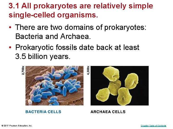 3. 1 All prokaryotes are relatively simple single-celled organisms. • There are two domains