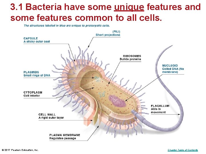 3. 1 Bacteria have some unique features and some features common to all cells.