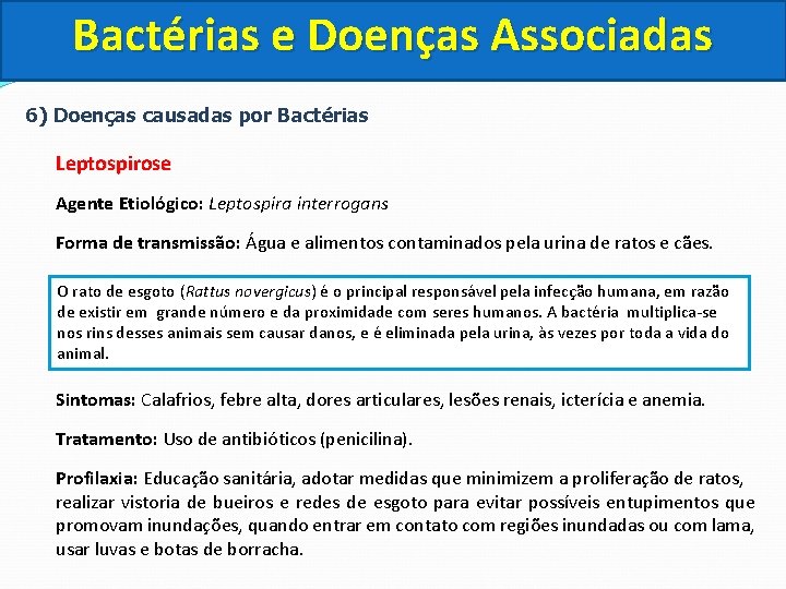 Bactérias e Doenças Associadas 6) Doenças causadas por Bactérias Leptospirose Agente Etiológico: Leptospira interrogans