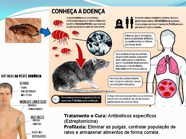 Tratamento e Cura: Antibióticos específicos (Estreptomicina) Profilaxia: Eliminar as pulgas, controlar população de ratos