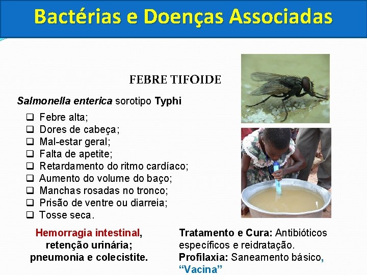 Bactérias e Doenças Associadas FEBRE TIFOIDE Salmonella enterica sorotipo Typhi q q q q