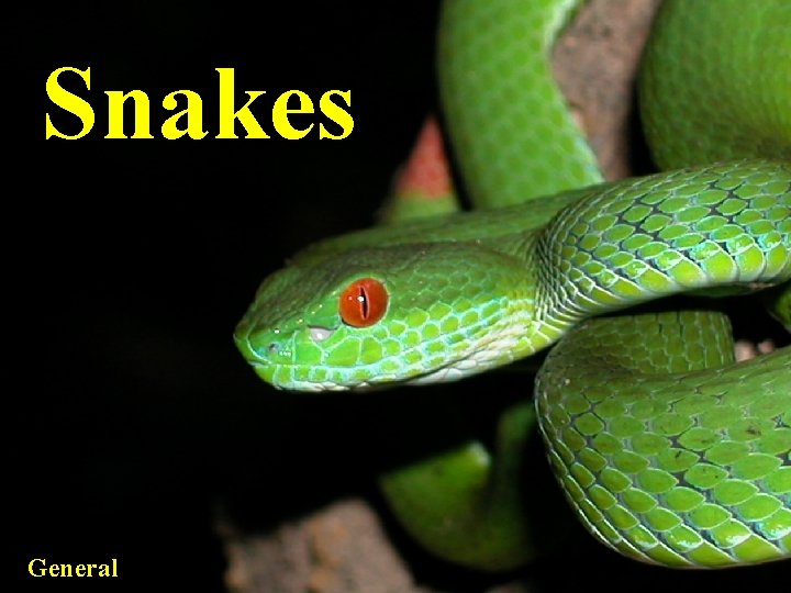 Snakes General 