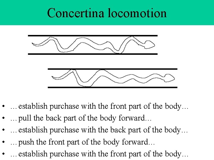 Concertina locomotion • • • …establish purchase with the front part of the body…