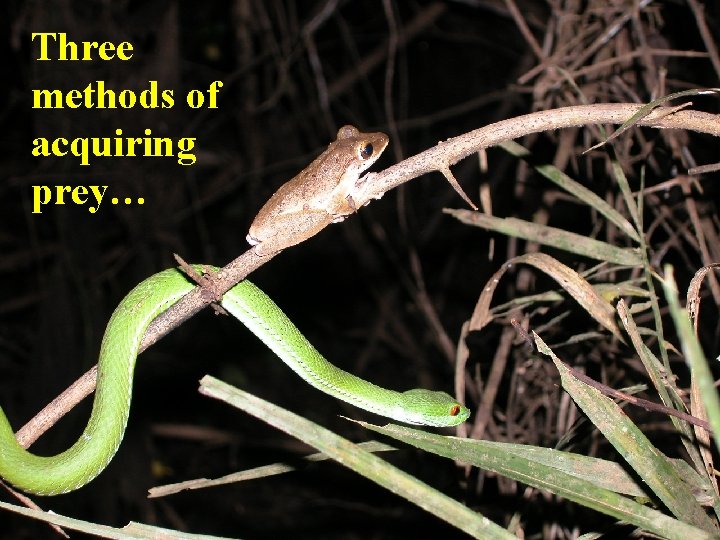 Three methods of acquiring prey… Three methods of acquiring prey…