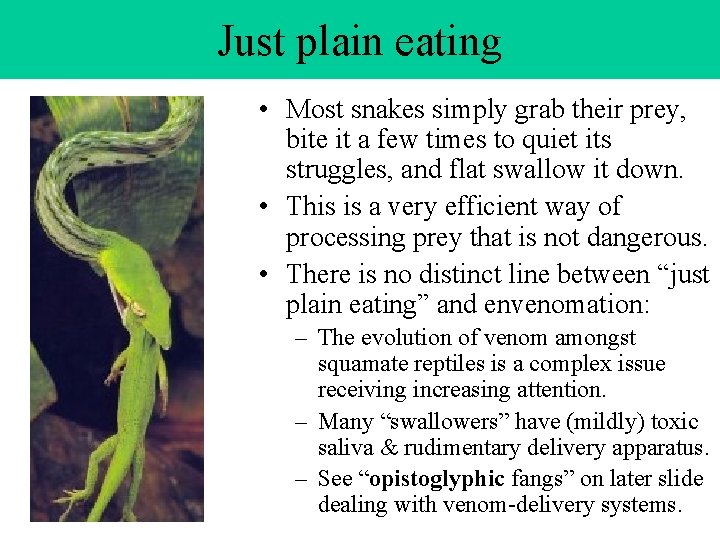 Just plain eating • Most snakes simply grab their prey, bite it a few