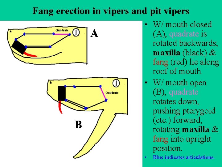 Fang erection in vipers and pit vipers • W/ mouth closed (A), quadrate is