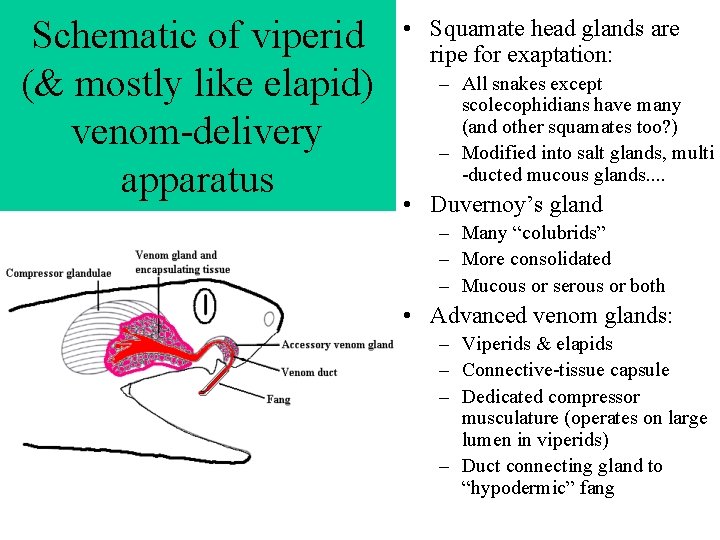 Schematic of viperid (& mostly like elapid) venom-delivery apparatus • Squamate head glands are Schematic of viperid (& mostly like elapid) venom-delivery apparatus • Squamate head glands are