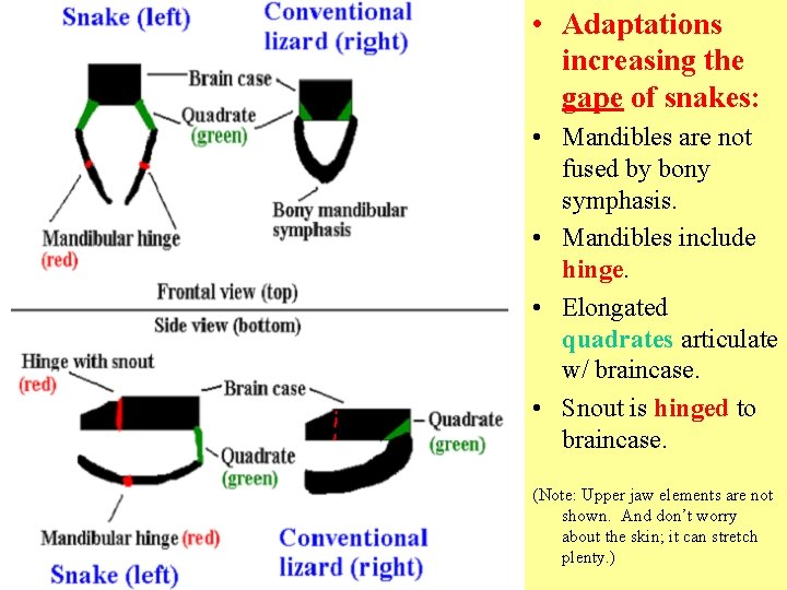 • Adaptations increasing the gape of snakes: • Mandibles are not fused by • Adaptations increasing the gape of snakes: • Mandibles are not fused by