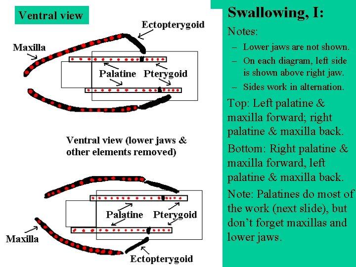 Ventral view • Swallowing, I: • Notes: – Lower jaws are not shown. – Ventral view • Swallowing, I: • Notes: – Lower jaws are not shown. –