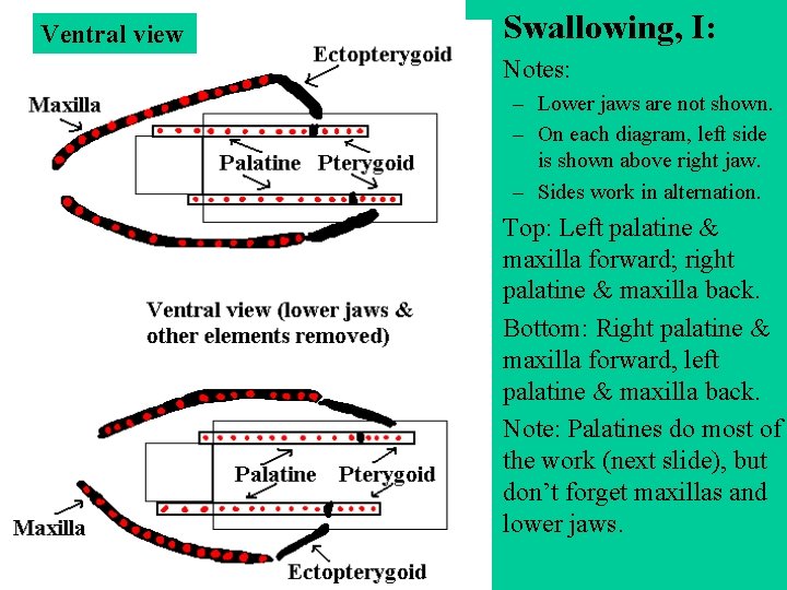 Ventral view • Swallowing, I: • Notes: – Lower jaws are not shown. –