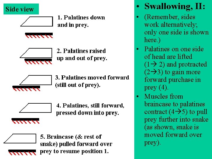 Side view • Swallowing, II: • (Remember, sides work alternatively; only one side is Side view • Swallowing, II: • (Remember, sides work alternatively; only one side is