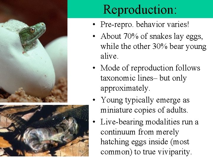 Reproduction: • Pre-repro. behavior varies! • About 70% of snakes lay eggs, while the