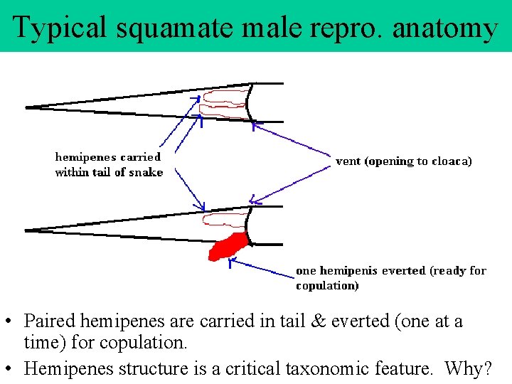 Typical squamate male repro. anatomy • Paired hemipenes are carried in tail & everted Typical squamate male repro. anatomy • Paired hemipenes are carried in tail & everted
