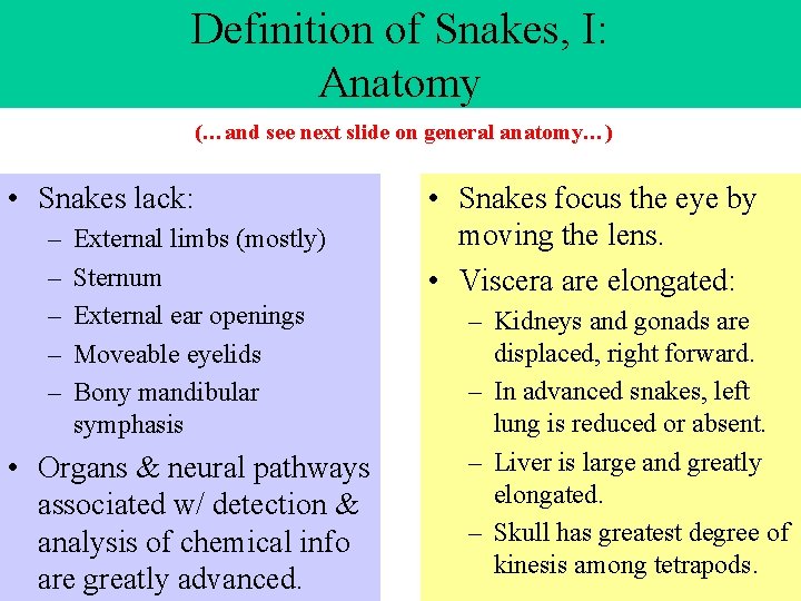 Definition of Snakes, I: Anatomy (…and see next slide on general anatomy…) • Snakes