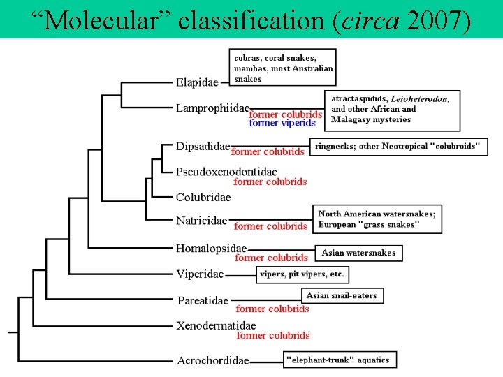 “Molecular” classification (circa 2007) 