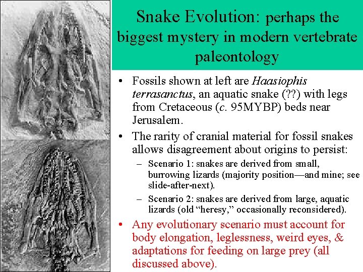 Snake Evolution: perhaps the biggest mystery in modern vertebrate paleontology • Fossils shown at
