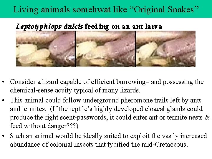 Living animals somehwat like “Original Snakes” • Consider a lizard capable of efficient burrowing–