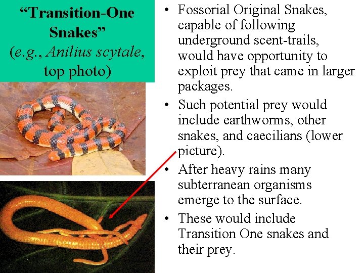 “Transition-One Snakes” (e. g. , Anilius scytale, top photo) • Fossorial Original Snakes, capable “Transition-One Snakes” (e. g. , Anilius scytale, top photo) • Fossorial Original Snakes, capable
