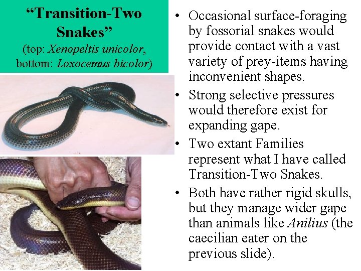 “Transition-Two Snakes” (top: Xenopeltis unicolor, bottom: Loxocemus bicolor) • Occasional surface-foraging by fossorial snakes