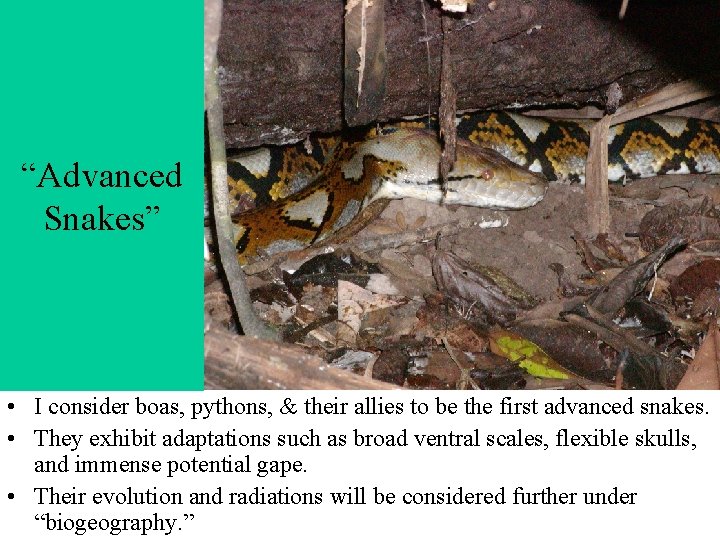 “Advanced Snakes” • I consider boas, pythons, & their allies to be the first “Advanced Snakes” • I consider boas, pythons, & their allies to be the first