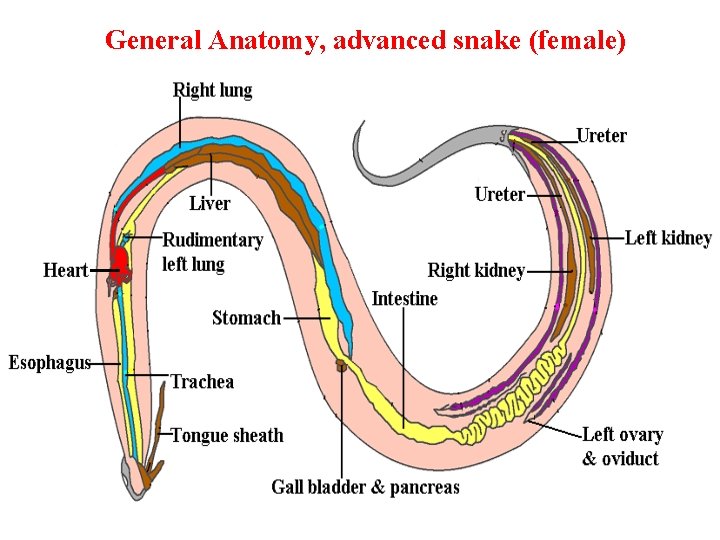 General Anatomy, advanced snake (female) 