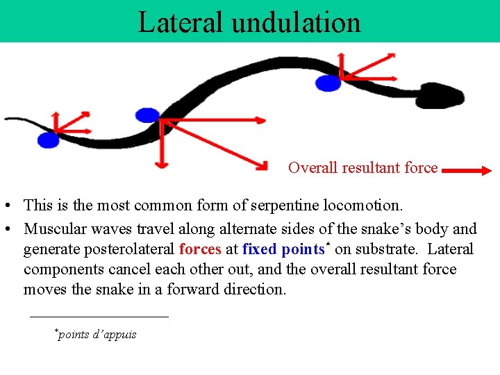 Lateral undulation Overall resultant force • This is the most common form of serpentine Lateral undulation Overall resultant force • This is the most common form of serpentine