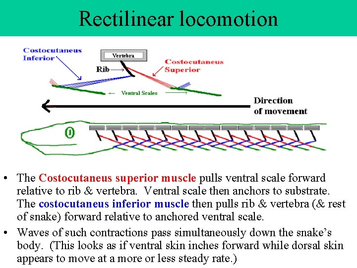 Rectilinear locomotion • The Costocutaneus superior muscle pulls ventral scale forward relative to rib Rectilinear locomotion • The Costocutaneus superior muscle pulls ventral scale forward relative to rib