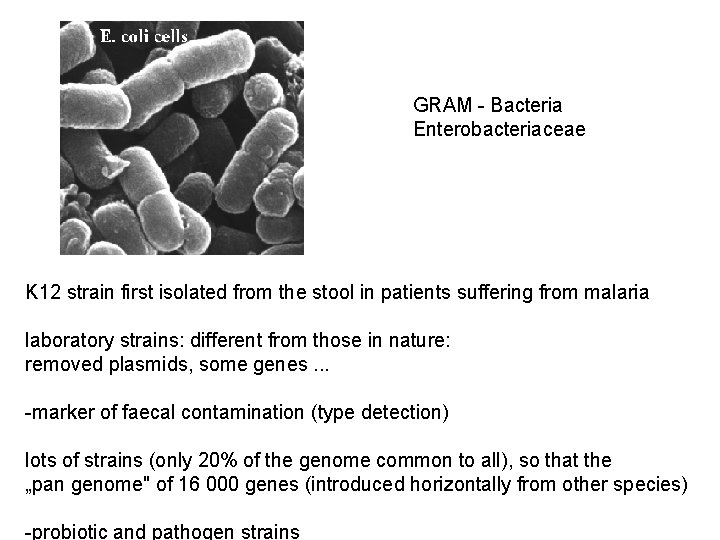 GRAM - Bacteria Enterobacteriaceae K 12 strain first isolated from the stool in patients