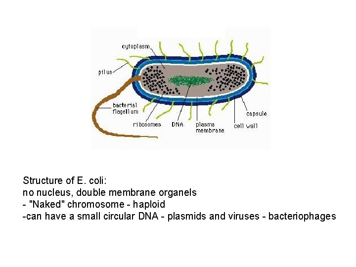 Structure of E. coli: no nucleus, double membrane organels - "Naked" chromosome - haploid