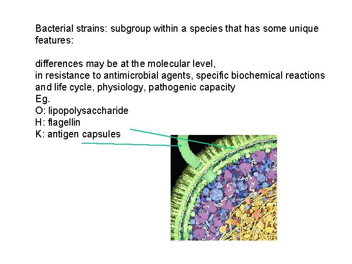 Bacterial strains: subgroup within a species that has some unique features: differences may be