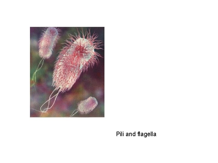 Pili and flagella 