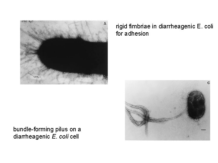 rigid fimbriae in diarrheagenic E. coli for adhesion bundle-forming pilus on a diarrheagenic E.