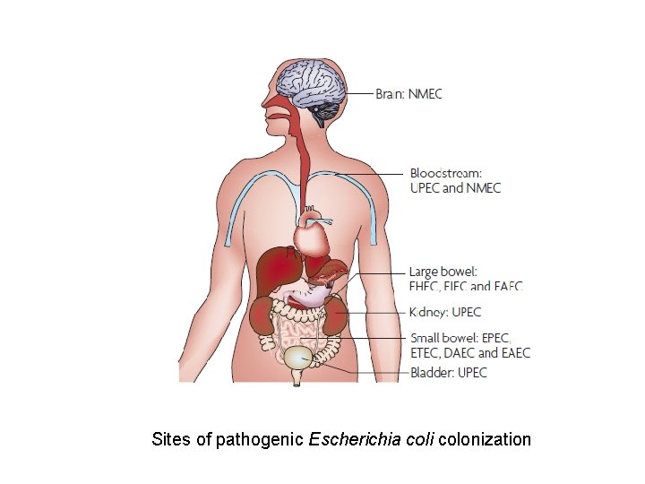 Sites of pathogenic Escherichia coli colonization 