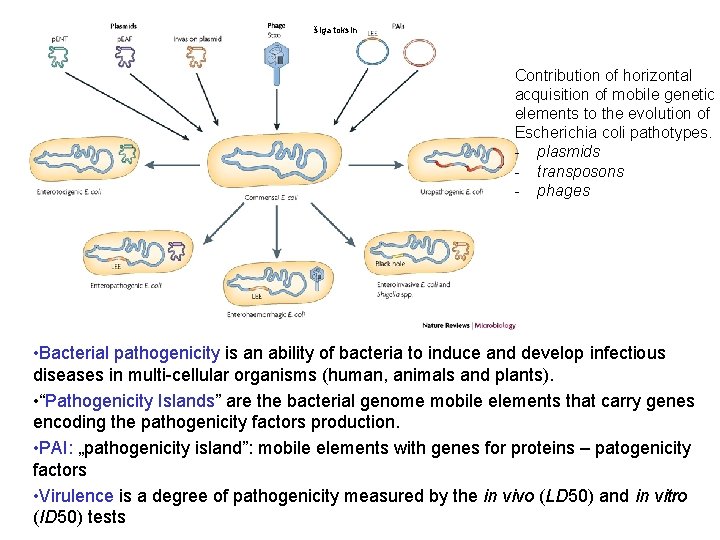 šiga toksin Contribution of horizontal acquisition of mobile genetic elements to the evolution of