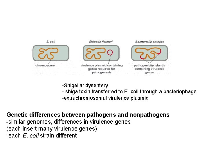 -Shigella: dysentery - shiga toxin transferred to E. coli through a bacteriophage -extrachromosomal virulence