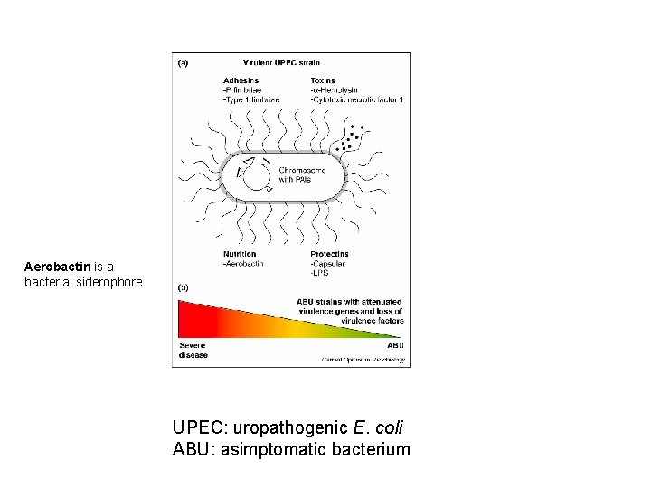 Aerobactin is a bacterial siderophore UPEC: uropathogenic E. coli ABU: asimptomatic bacterium 