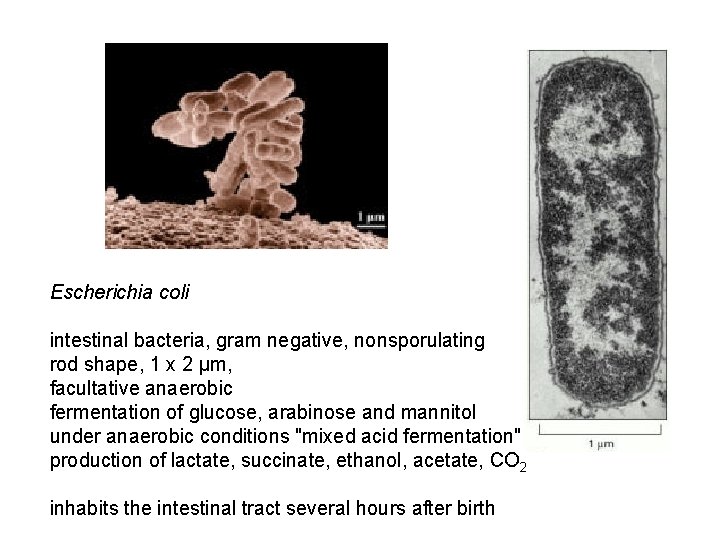 Escherichia coli intestinal bacteria, gram negative, nonsporulating rod shape, 1 x 2 µm, facultative