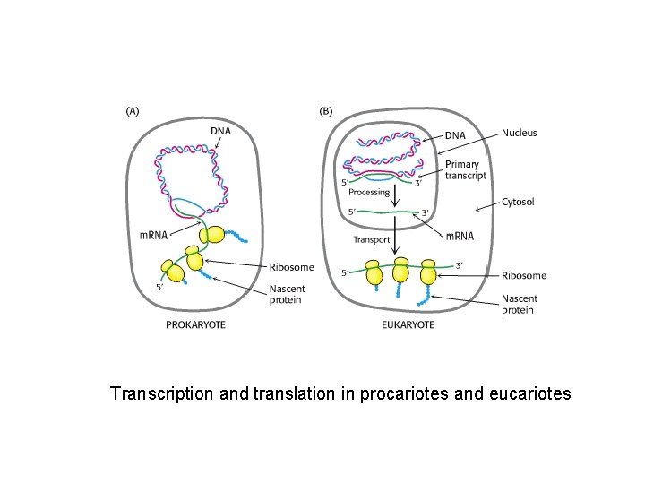 Transcription and translation in procariotes and eucariotes 