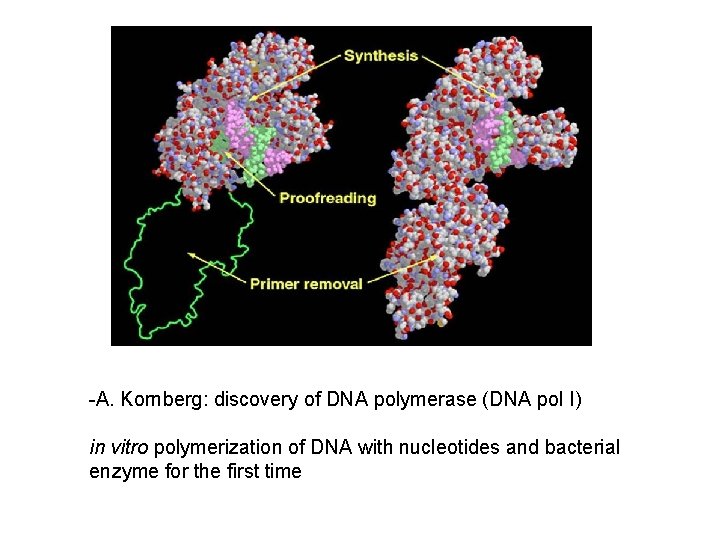 -A. Kornberg: discovery of DNA polymerase (DNA pol I) in vitro polymerization of DNA