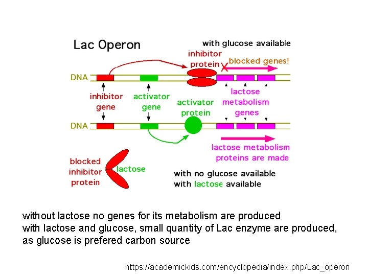 without lactose no genes for its metabolism are produced with lactose and glucose, small