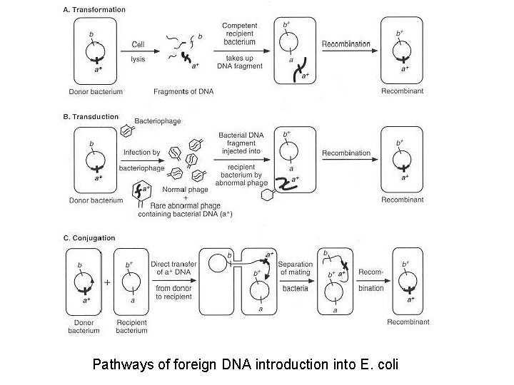 Pathways of foreign DNA introduction into E. coli 
