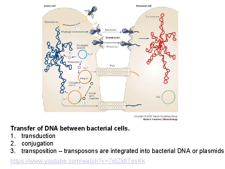 Transfer of DNA between bacterial cells. 1. transduction 2. conjugation 3. transposition – transposons