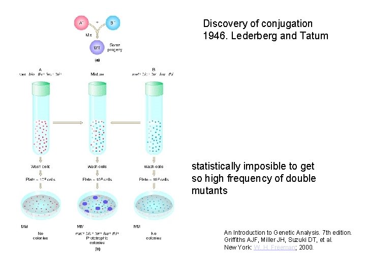 Discovery of conjugation 1946. Lederberg and Tatum statistically imposible to get so high frequency